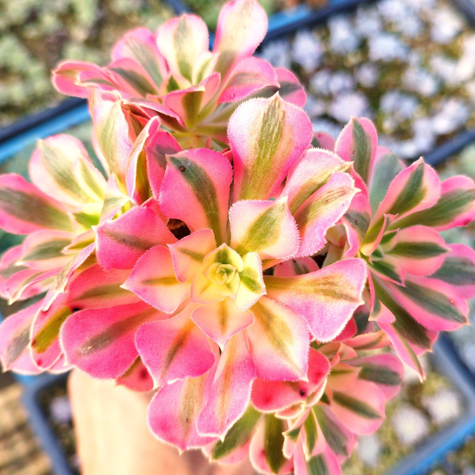 多肉植物 アエオニウム ピンクウィッチ 抜き苗 - メルカリ