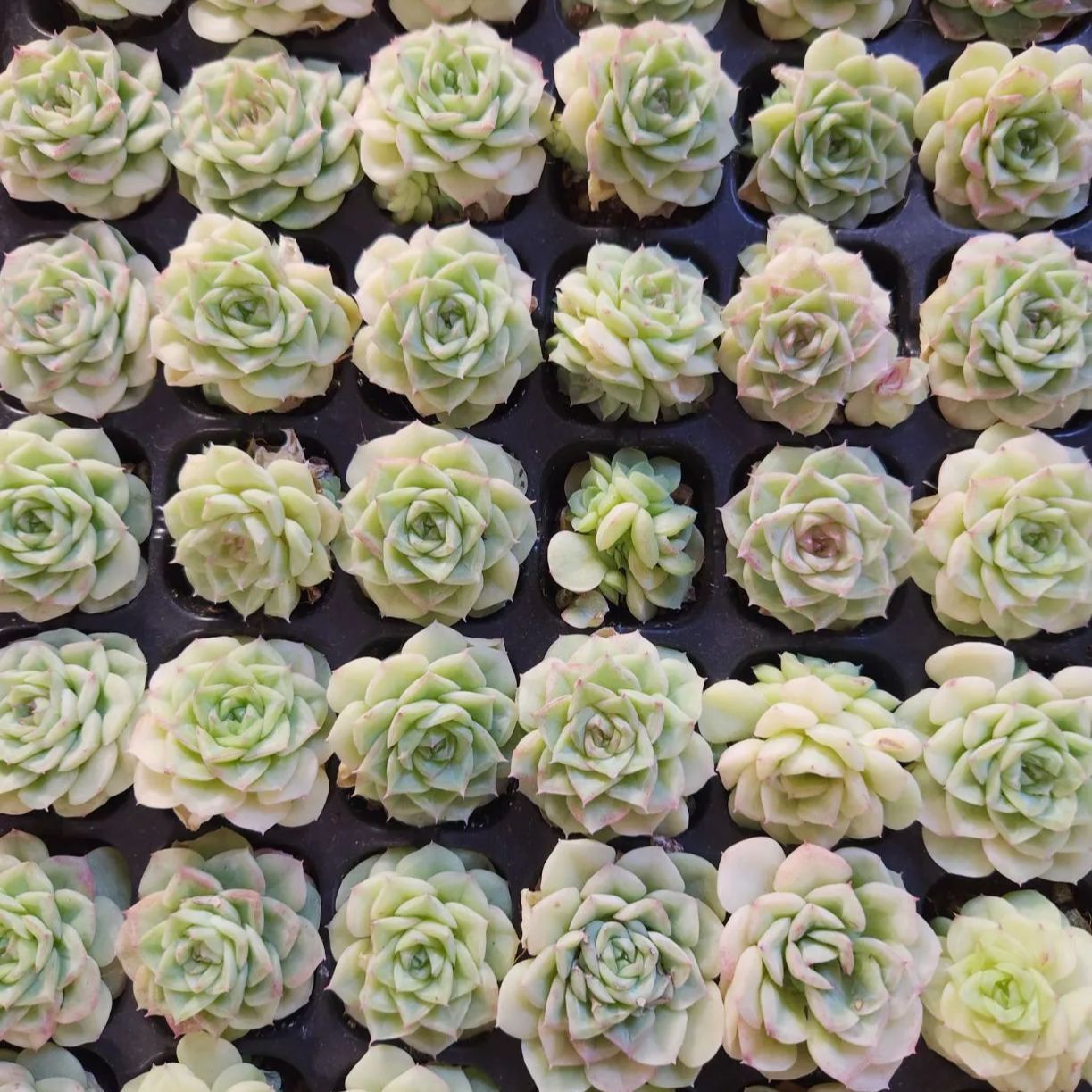 多肉植物 エケベリア ホワイトスワン カット苗 ランダム30株 - メルカリ