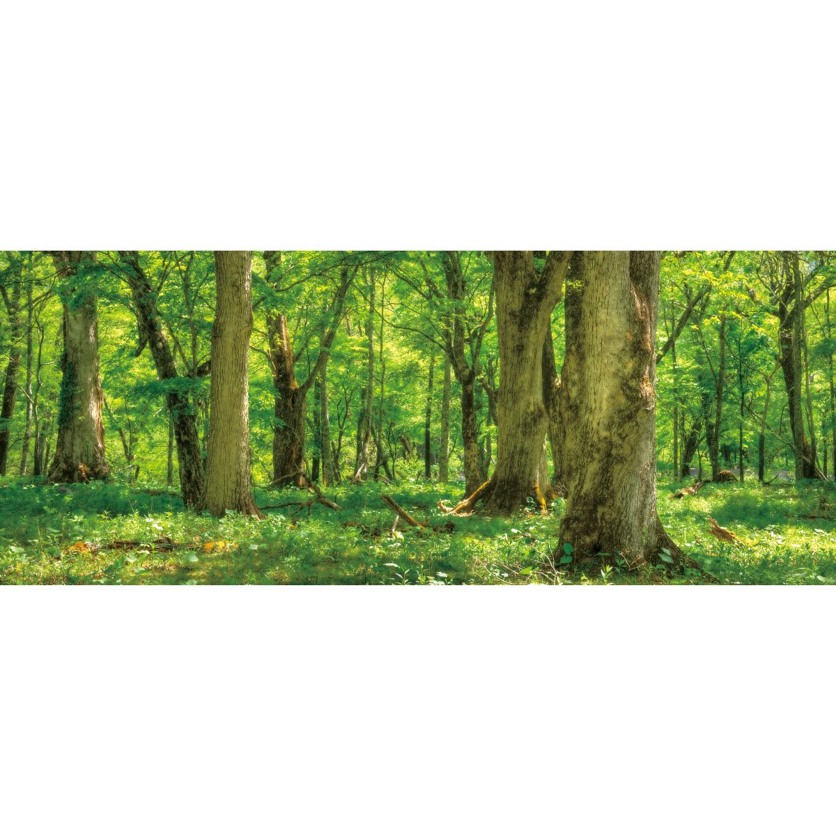 パノラマサイズ