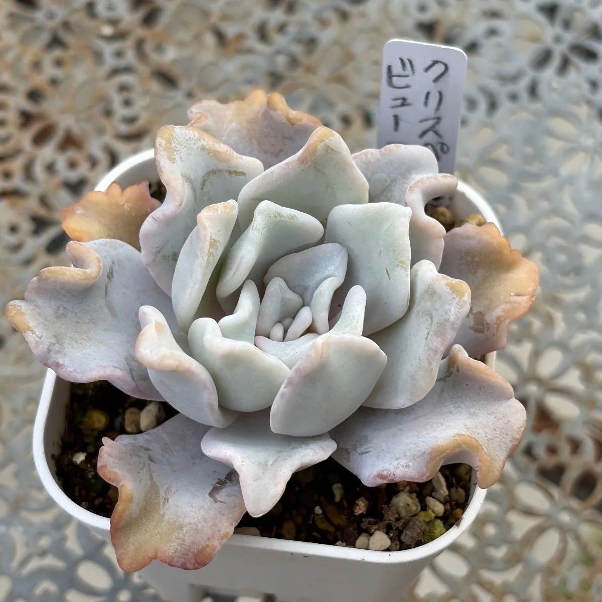 多肉植物 ☘️ クリスペートビューティー抜き苗 - メルカリ