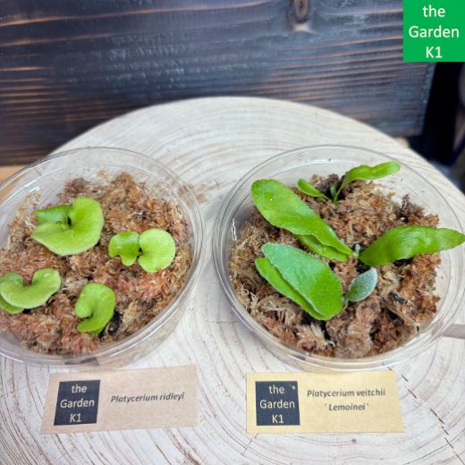ビカクシダ】リドレイ・レモイネイ 幼苗 RLem002【コウモリラン