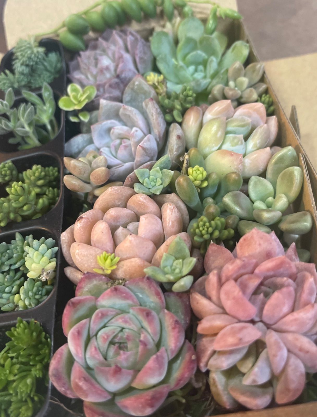 多肉植物 寄せ植えセット 詰め合わせセット エケベリア セダム 多肉