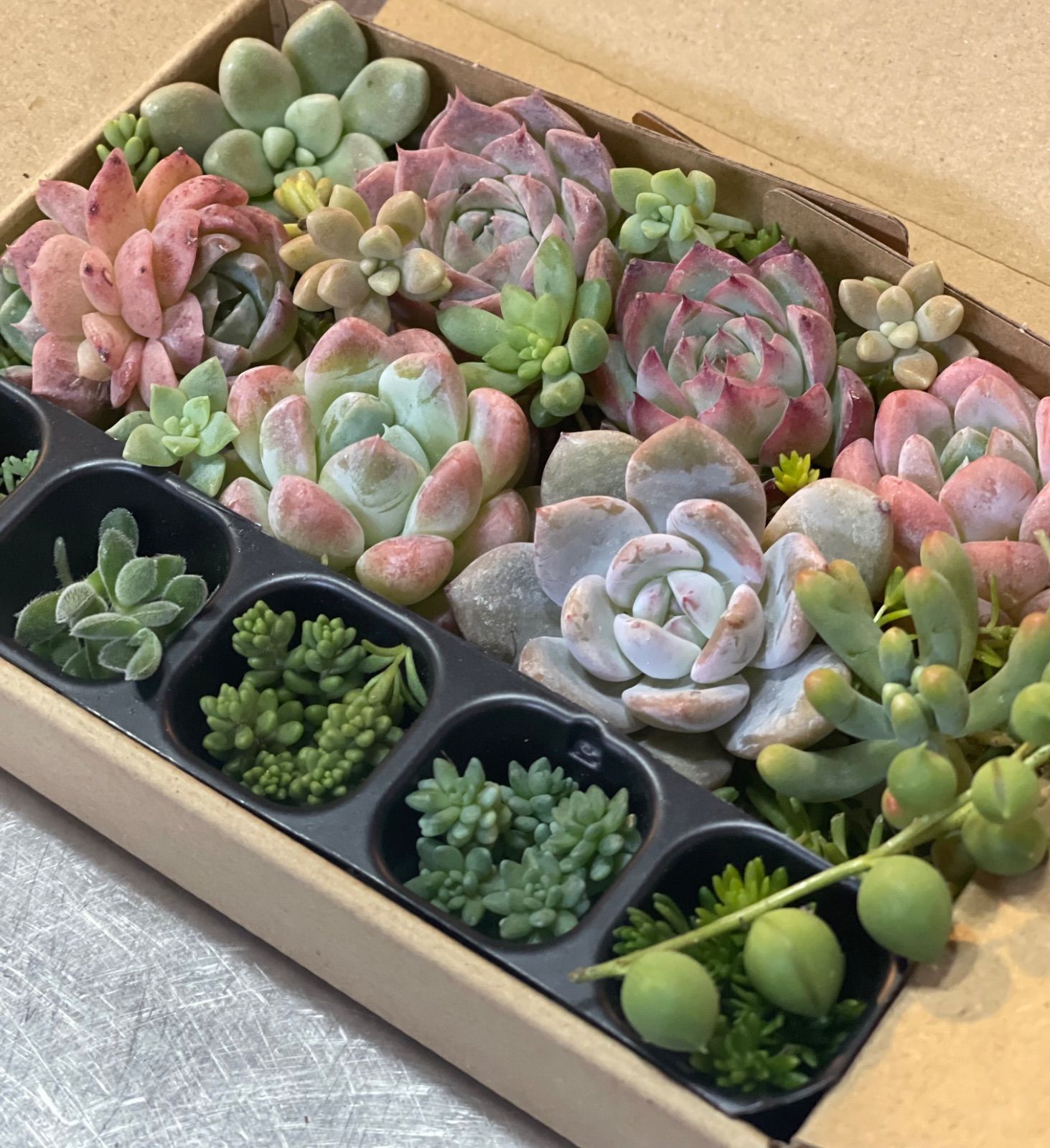 多肉植物 寄せ植えセット 詰め合わせセット エケベリア セダム 多肉