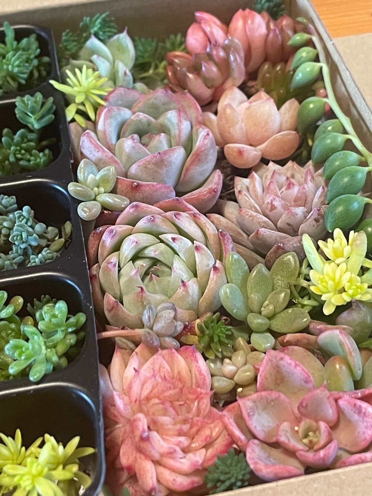 多肉植物 寄せ植えセット 詰め合わせセット エケベリア セダム 多肉