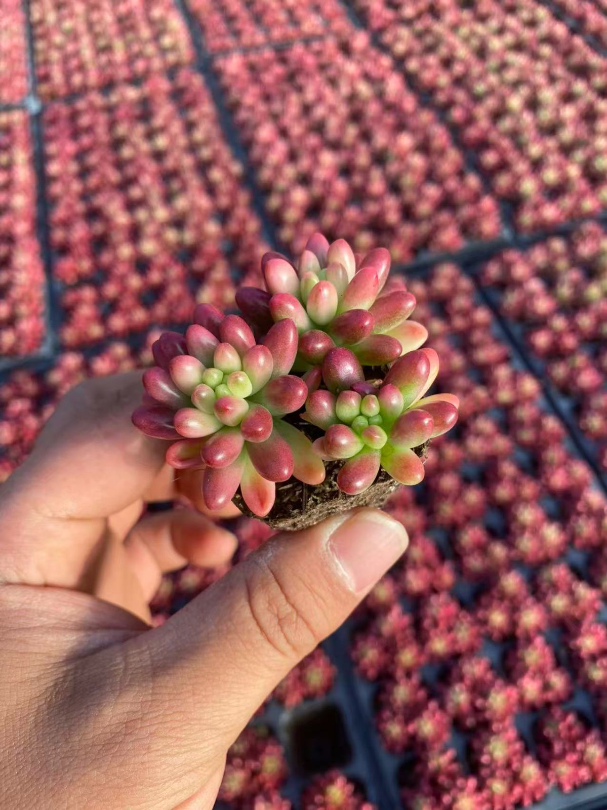 限定年末セール 虹の玉 YY01×50苗 土付き 多肉植物 詰め合わせ