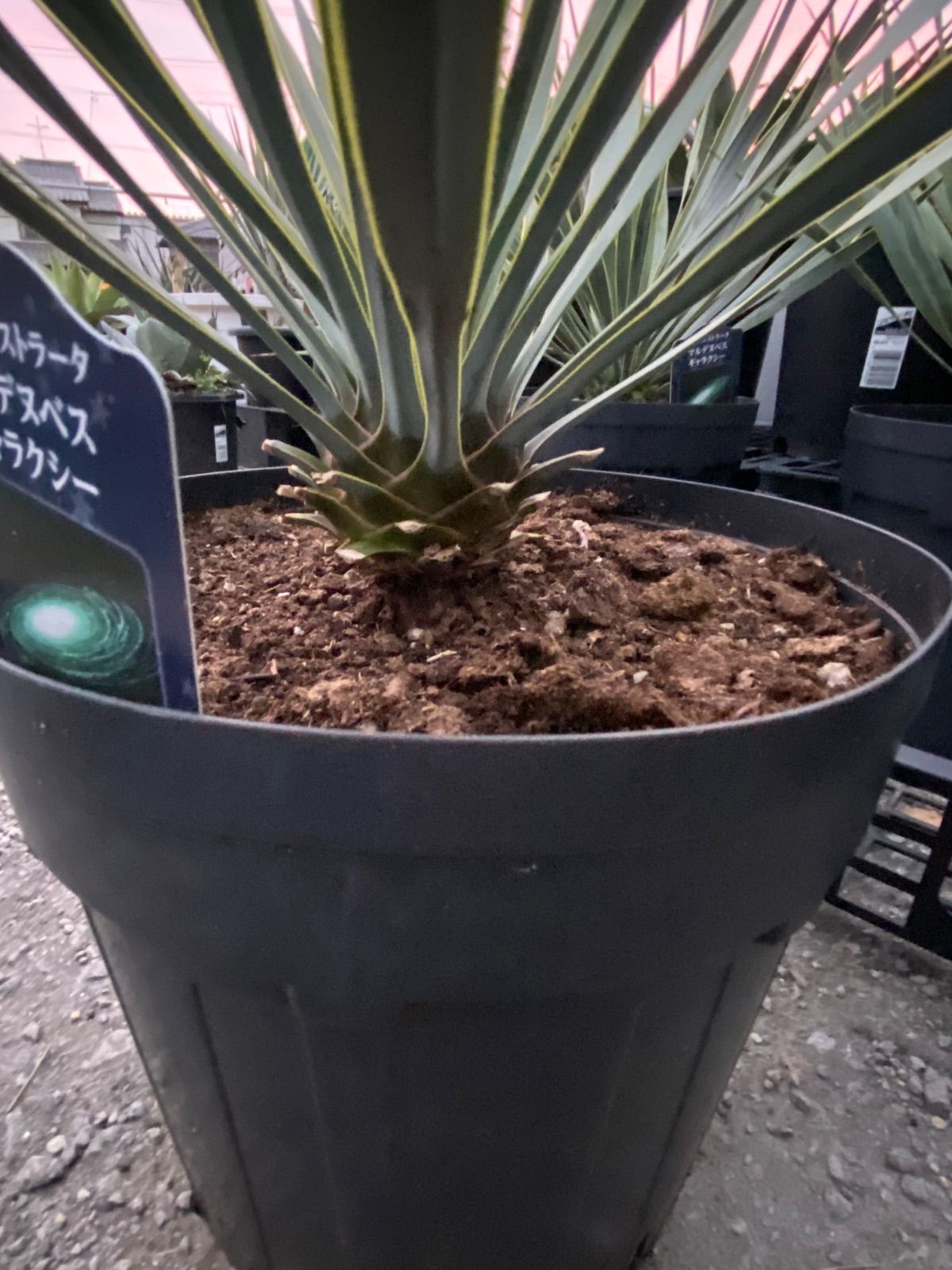 ユッカ マルデヌベス'ギャラクシー' 7号 - メルカリ