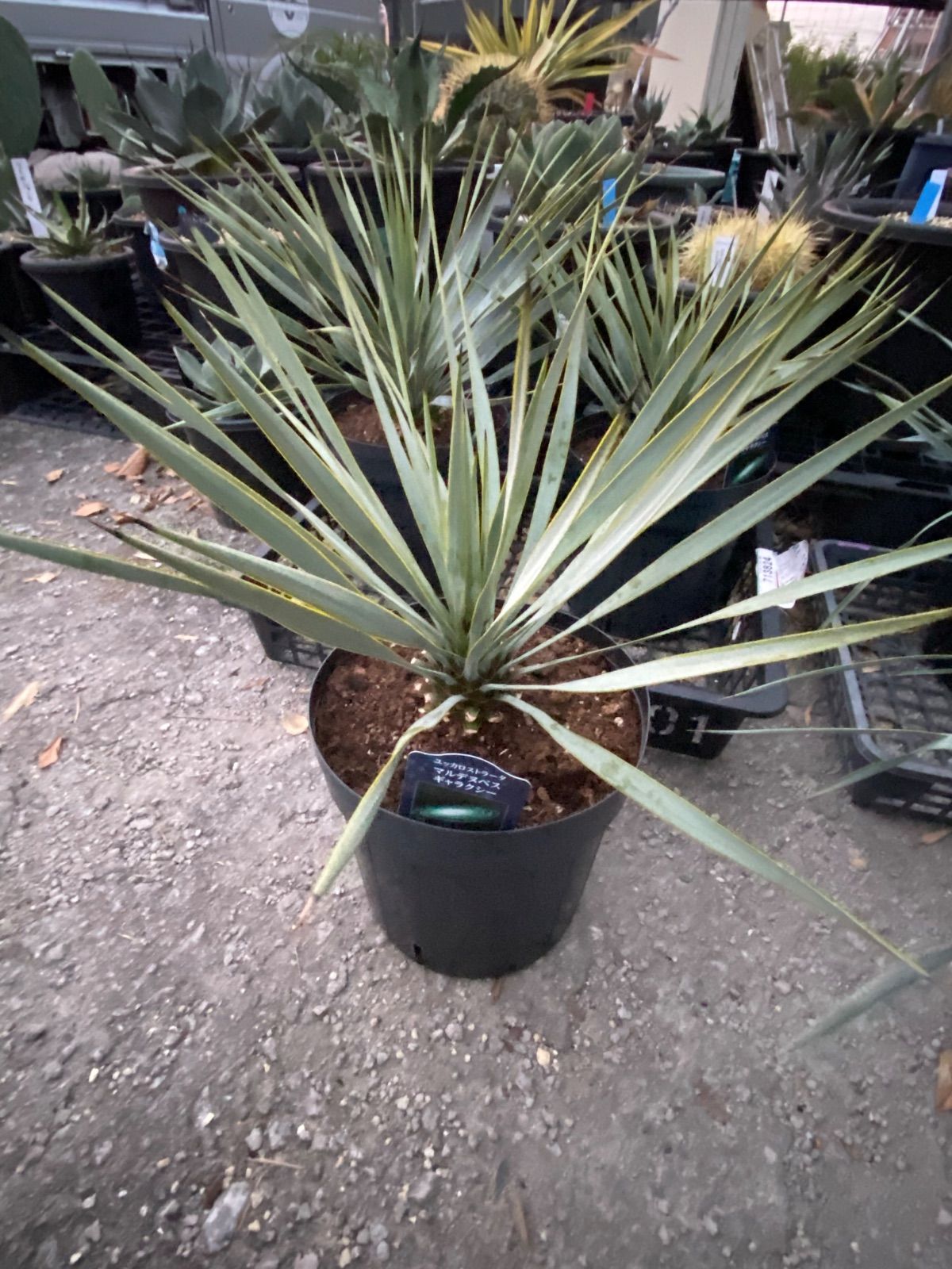 ユッカ マルデヌベス'ギャラクシー' 7号 - メルカリ