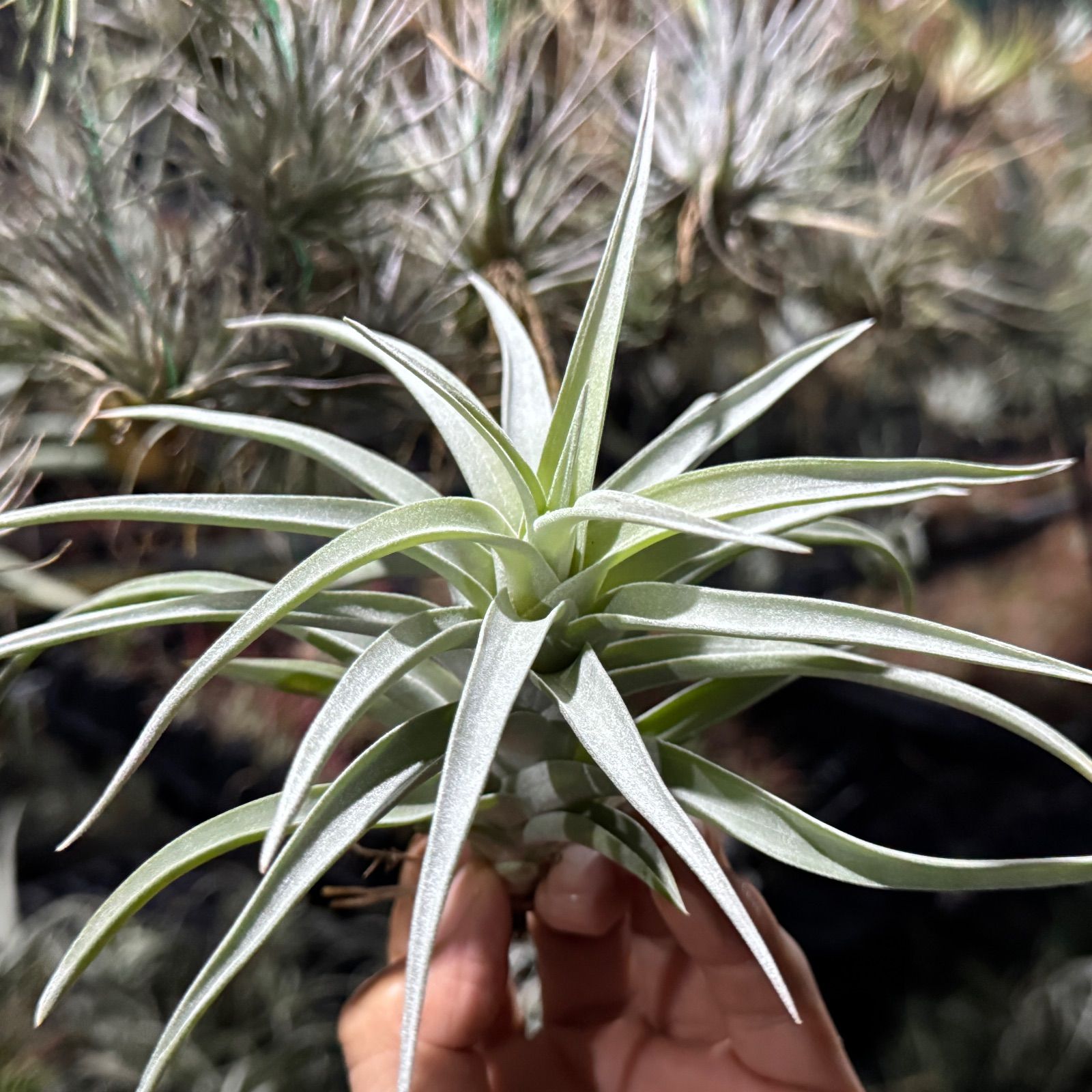 現品＊ しっとりトリコーム＊ きめ細やかでマットな質感＊ チランジア