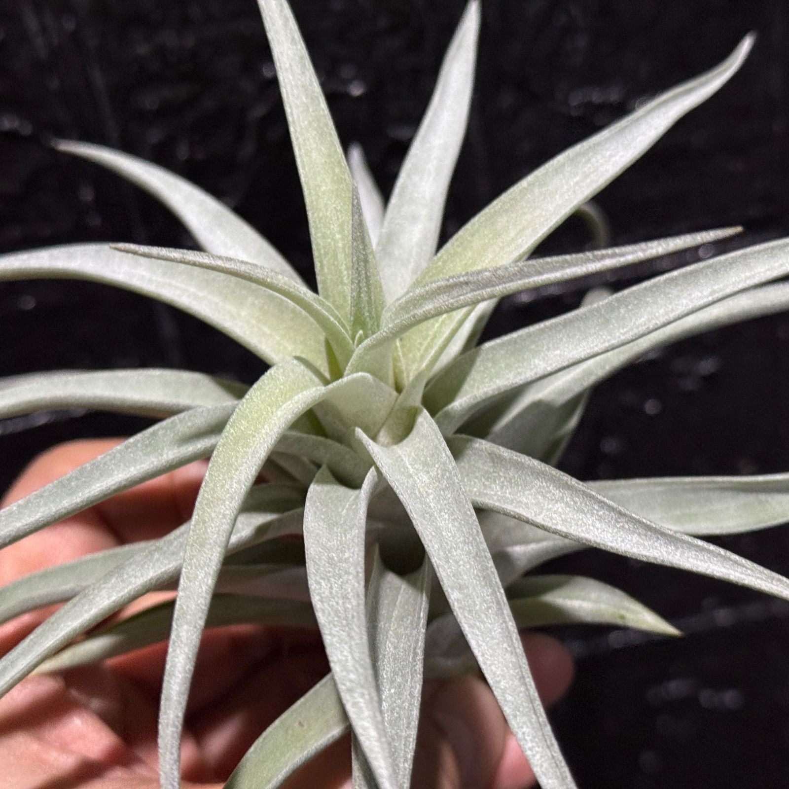 現品＊ しっとりトリコーム＊ きめ細やかでマットな質感＊ チランジア