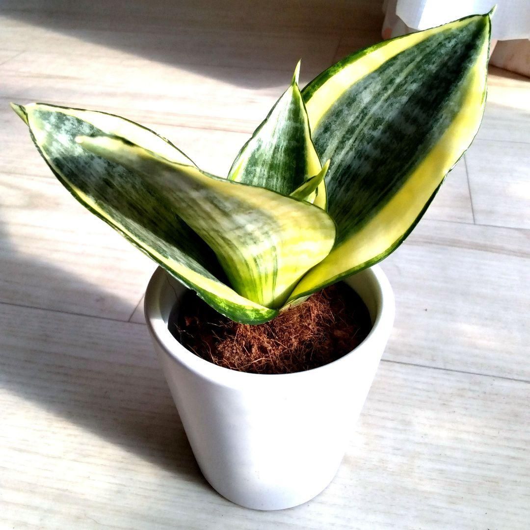 サンセベリア☆サンスベリア☆観葉植物☆白い陶器の鉢☆鉢を含め高さ