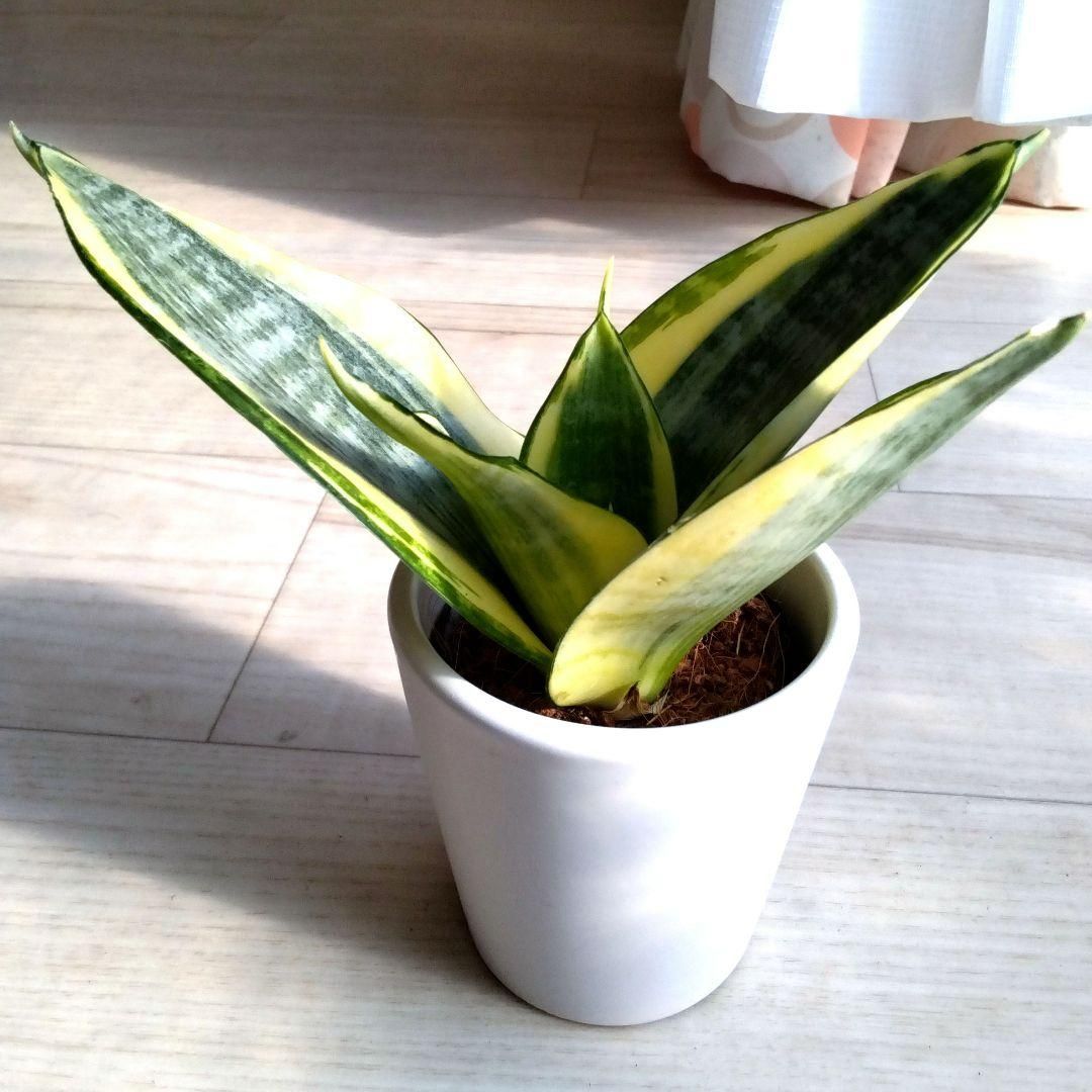 サンセベリア☆サンスベリア☆観葉植物☆白い陶器の鉢☆鉢を含め高さ