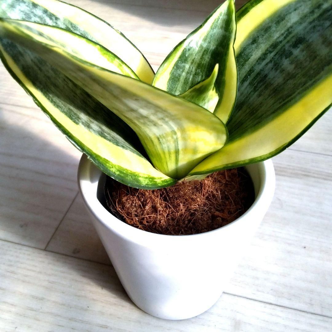 ☆S-23 稀少 サンスベリア rudaru ルダル 鉢ごとメルカリ発送 大セール中！3鉢価格！サンセベリア サンスベリア 複数株植え 7号鉢 苗