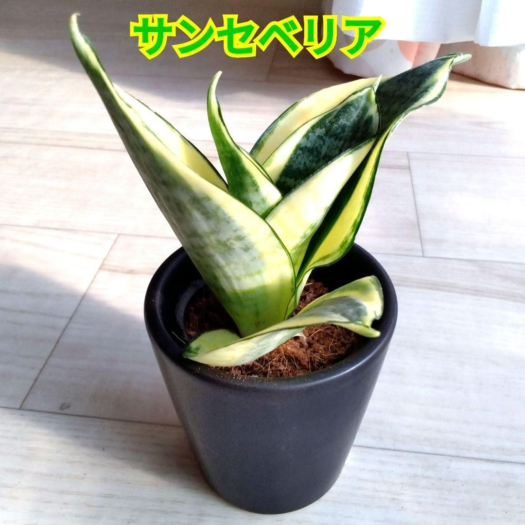☆S-17 希少 サンスベリア ブラケニア 斑入り 鉢ごとメルカリ発送 ☆S-17 希少 サンスベリア ブラケニア 斑入り 鉢ごとメルカリ発送