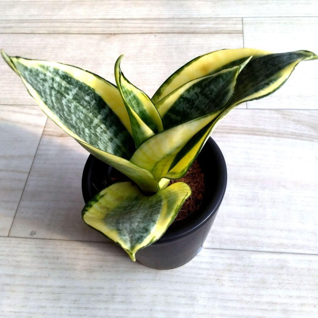 サンセベリア☆サンスベリア☆観葉植物☆黒い陶器の鉢☆鉢を含め高さ