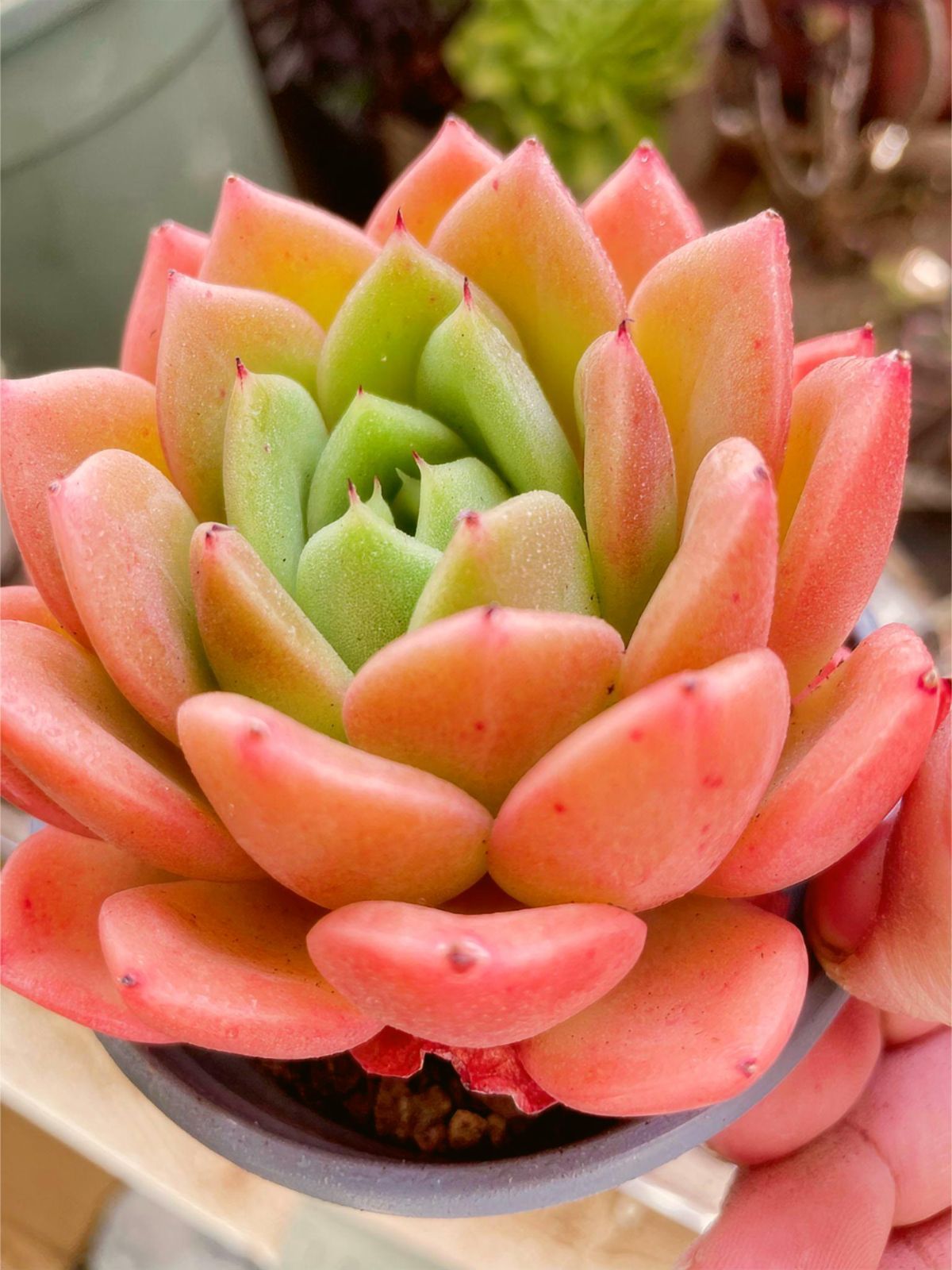 新入荷 9cm ゴールデンライオン 1株限定 多肉植物 韓国苗 エケベリア属