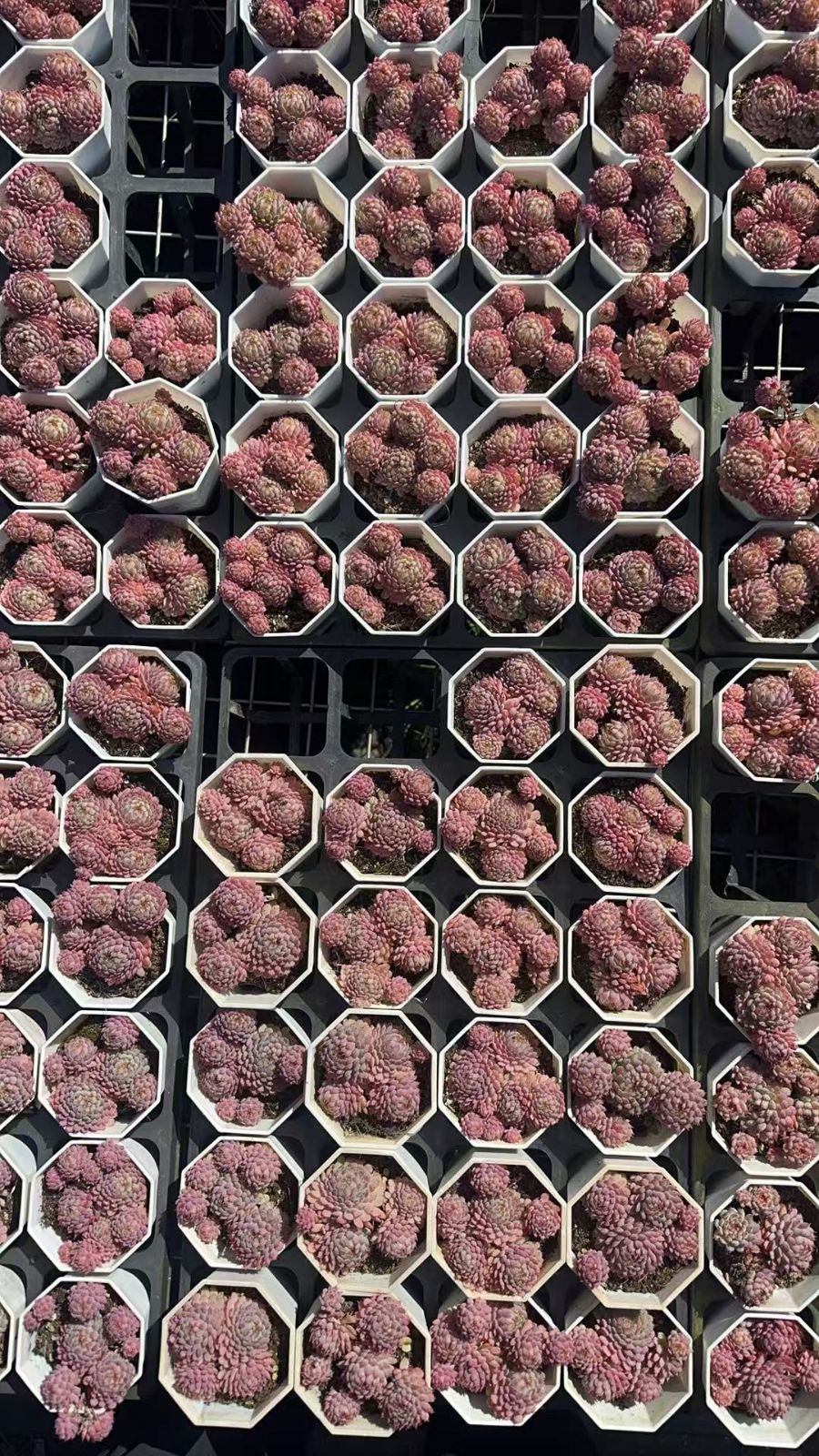 ZAN 52 50株 ショウコウイ 抜き苗 多肉植物 アエオニウム エケベリア サボテン 韓国苗