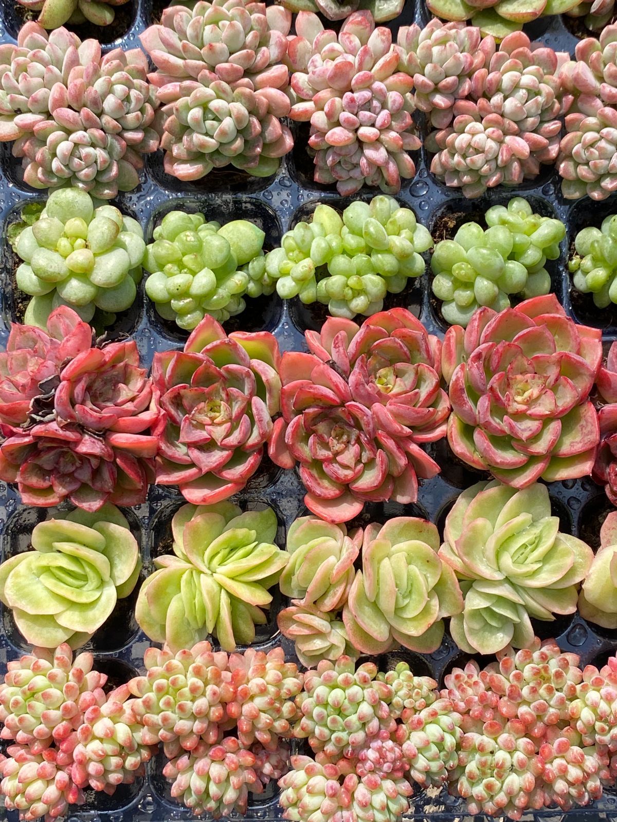 NT39 根付き49苗＆7種の土セット✨多肉植物たっぷり♪エケベリア・韓国