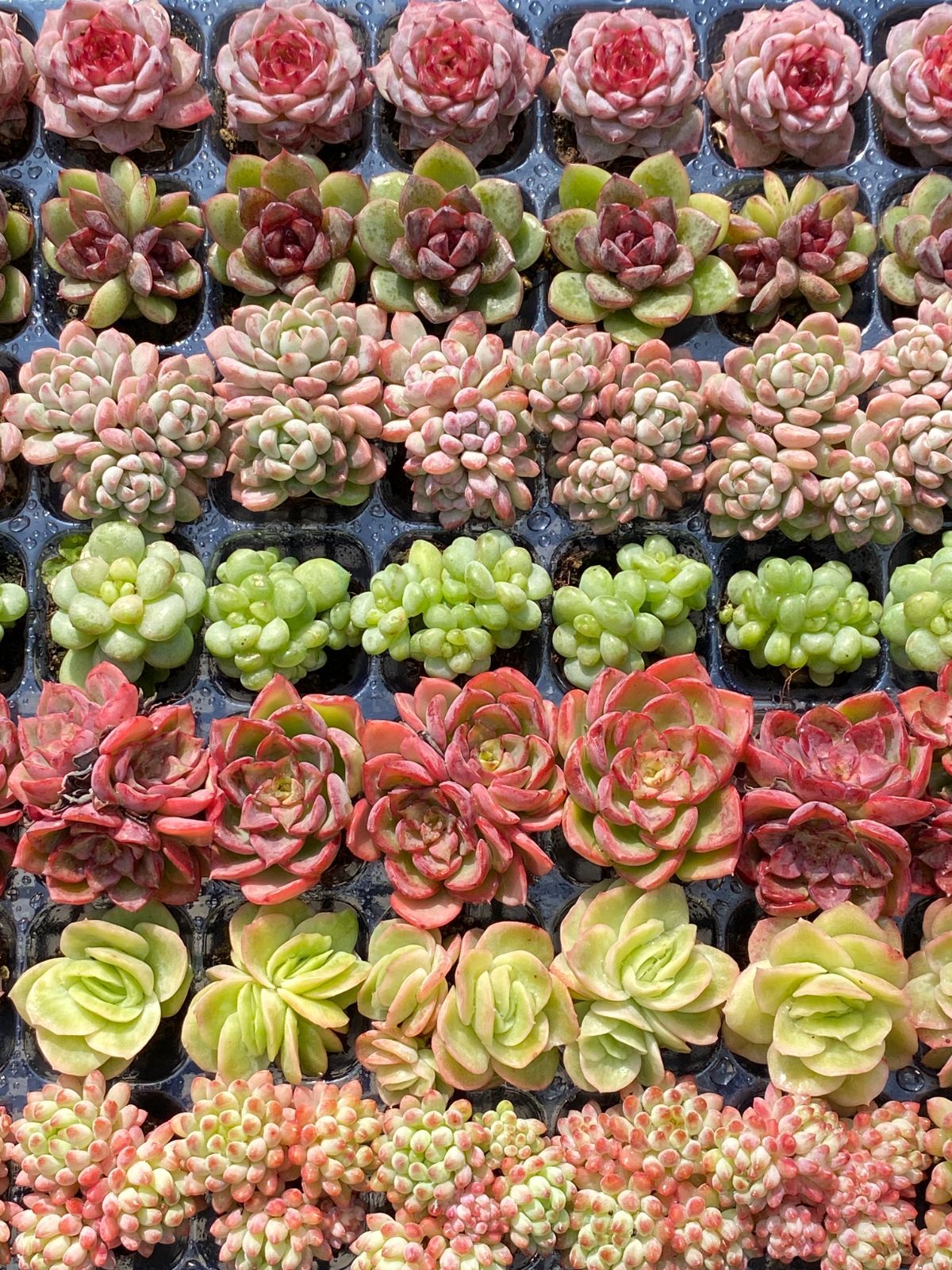 NT39 根付き49苗＆7種の土セット✨多肉植物たっぷり♪エケベリア・韓国