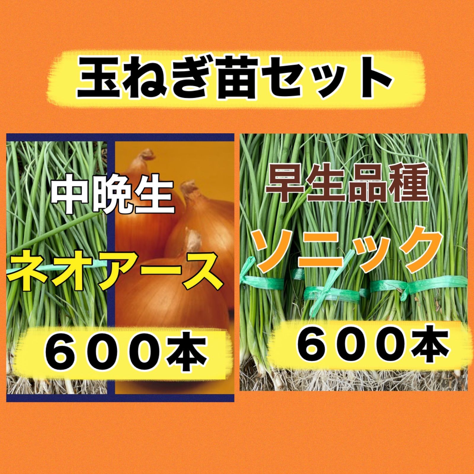 玉ねぎ苗セット‼️ソニック600本➕ネオアース600本‼️玉ねぎ苗