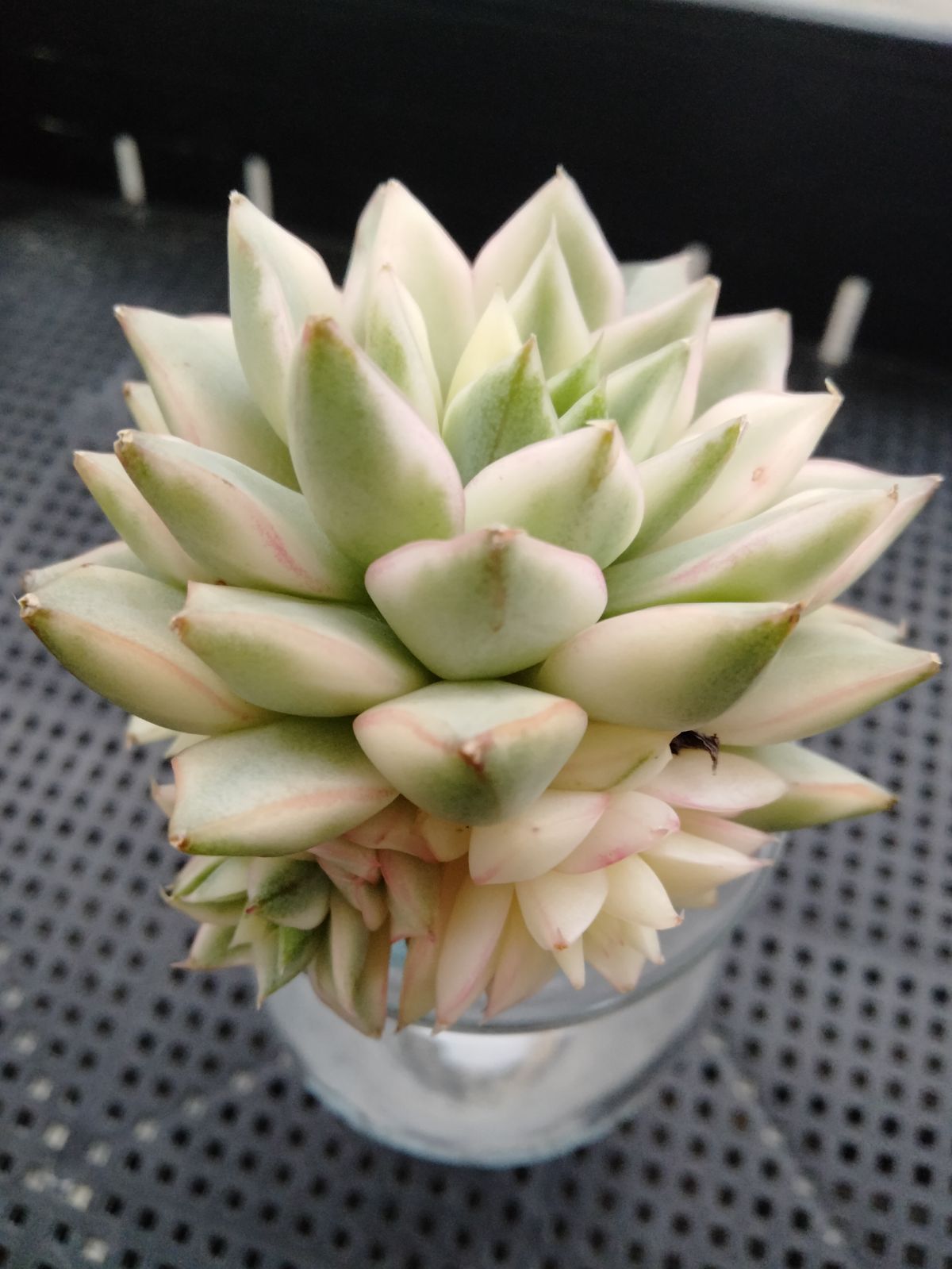 多肉植物 ツルギダ錦 - メルカリ