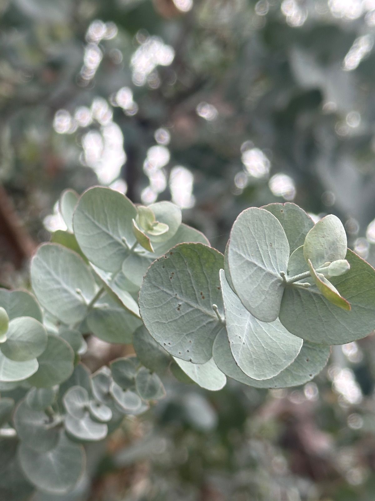 ユーカリ銀世界フレッシュ ユーカリ小さめフレッシュ ブルーアイス