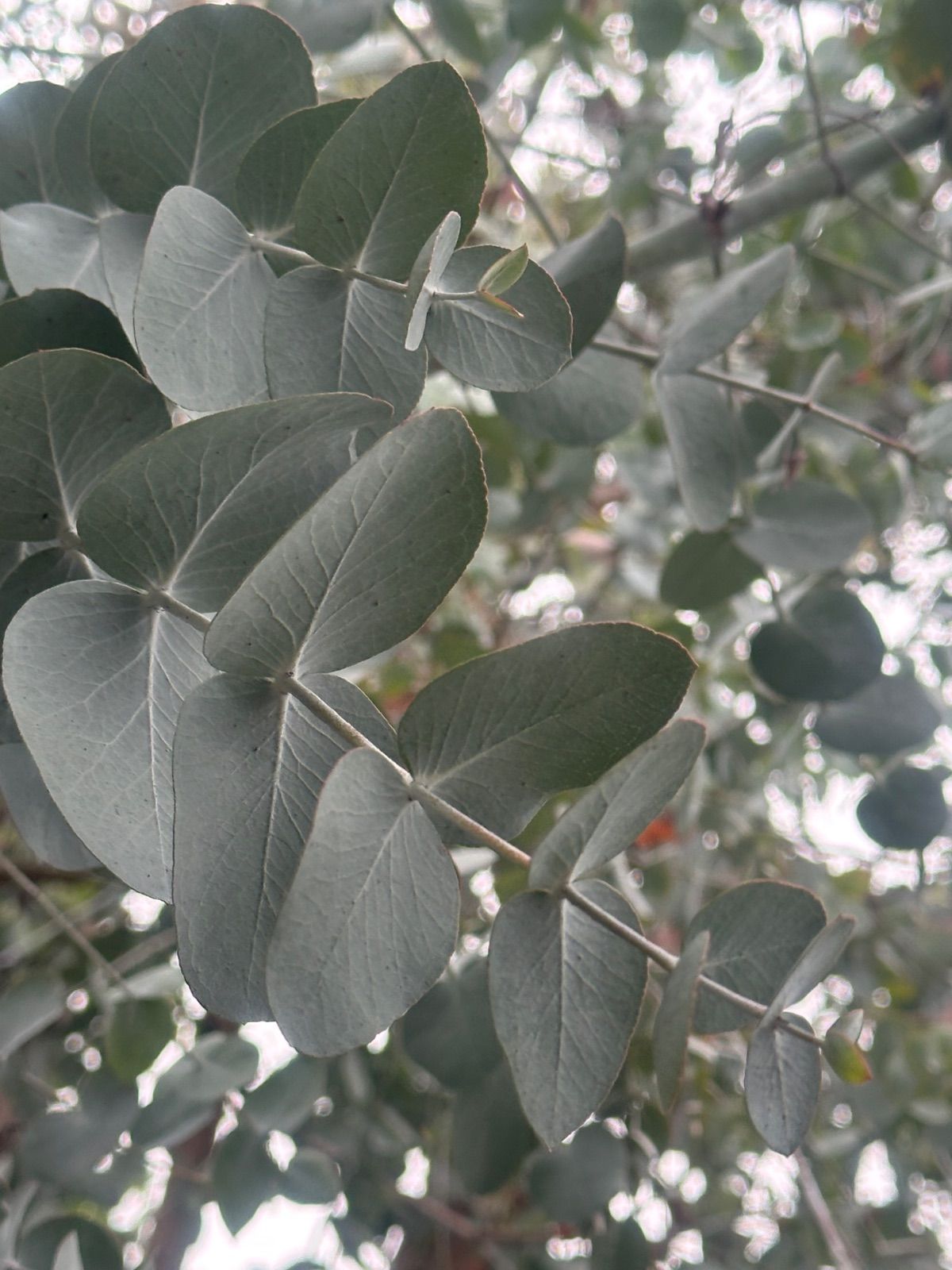 ユーカリ銀世界フレッシュ ユーカリ小さめフレッシュ ブルーアイス