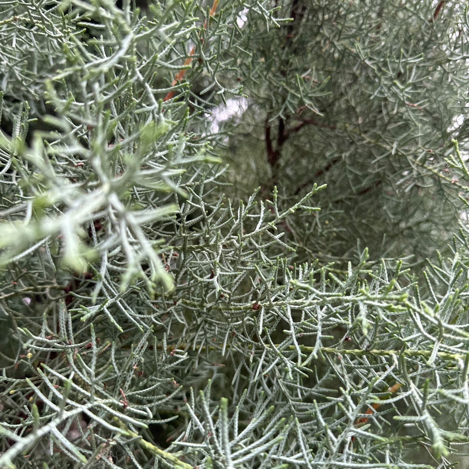 ユーカリ銀世界フレッシュ ユーカリ小さめフレッシュ ブルーアイス