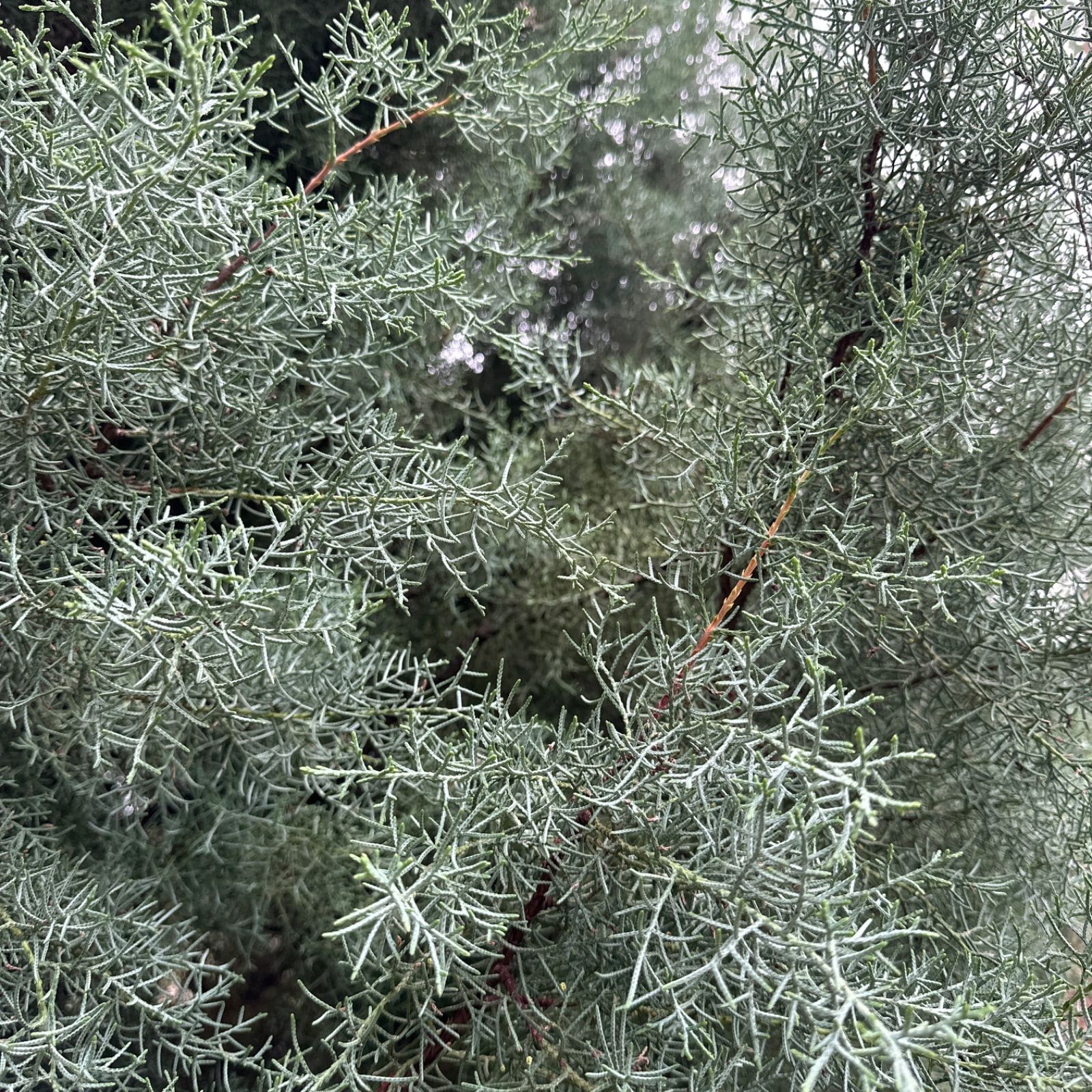 ユーカリ銀世界フレッシュ ユーカリ小さめフレッシュ ブルーアイス