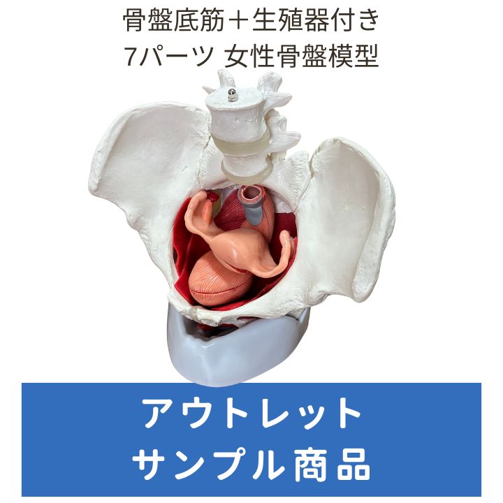 【アウトレット】人体模型 骨盤底筋+生殖器付き 女性骨盤模型