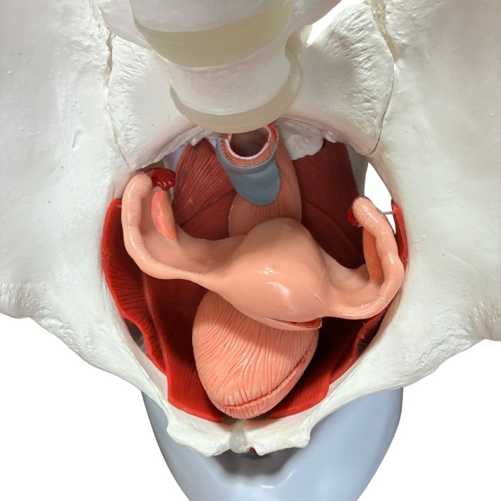 アウトレット】人体模型 骨盤底筋+生殖器付き 女性骨盤模型 販売済み