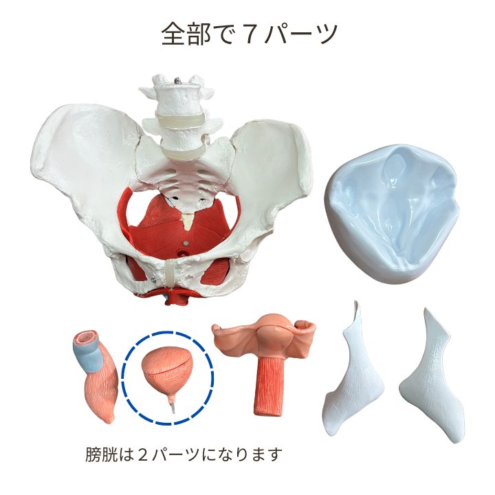 アウトレット】人体模型 骨盤底筋+生殖器付き 女性骨盤模型 販売済み