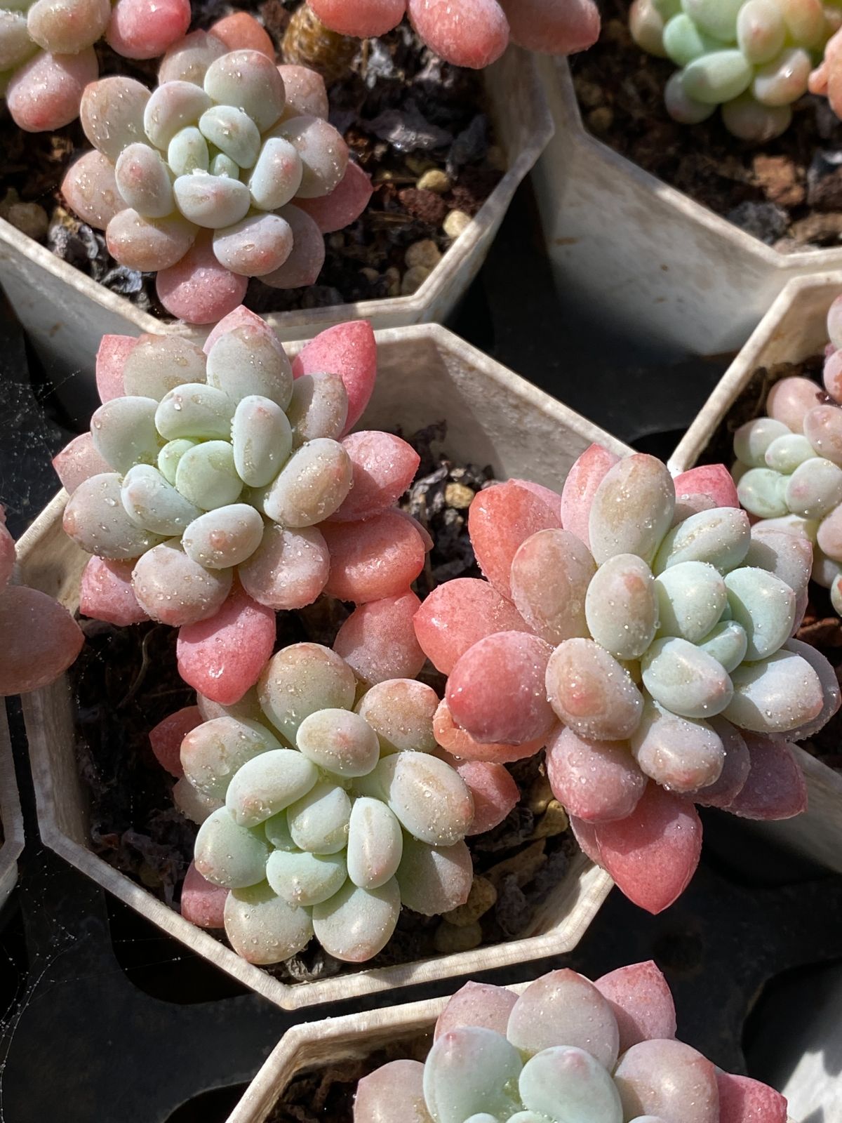 限定SALEセット ロココ ZZ84×50苗 抜き苗 多肉植物 アエオニウム