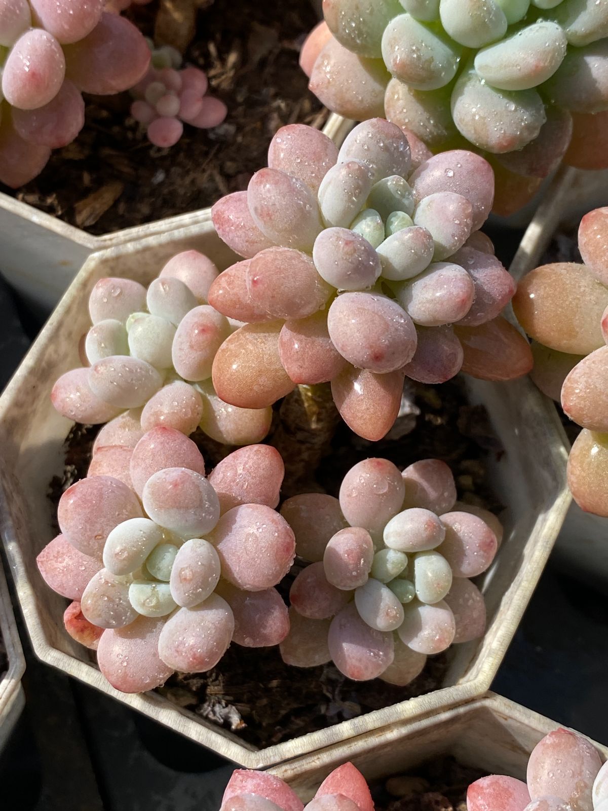 限定SALEセット ロココ ZZ84×50苗 抜き苗 多肉植物 アエオニウム