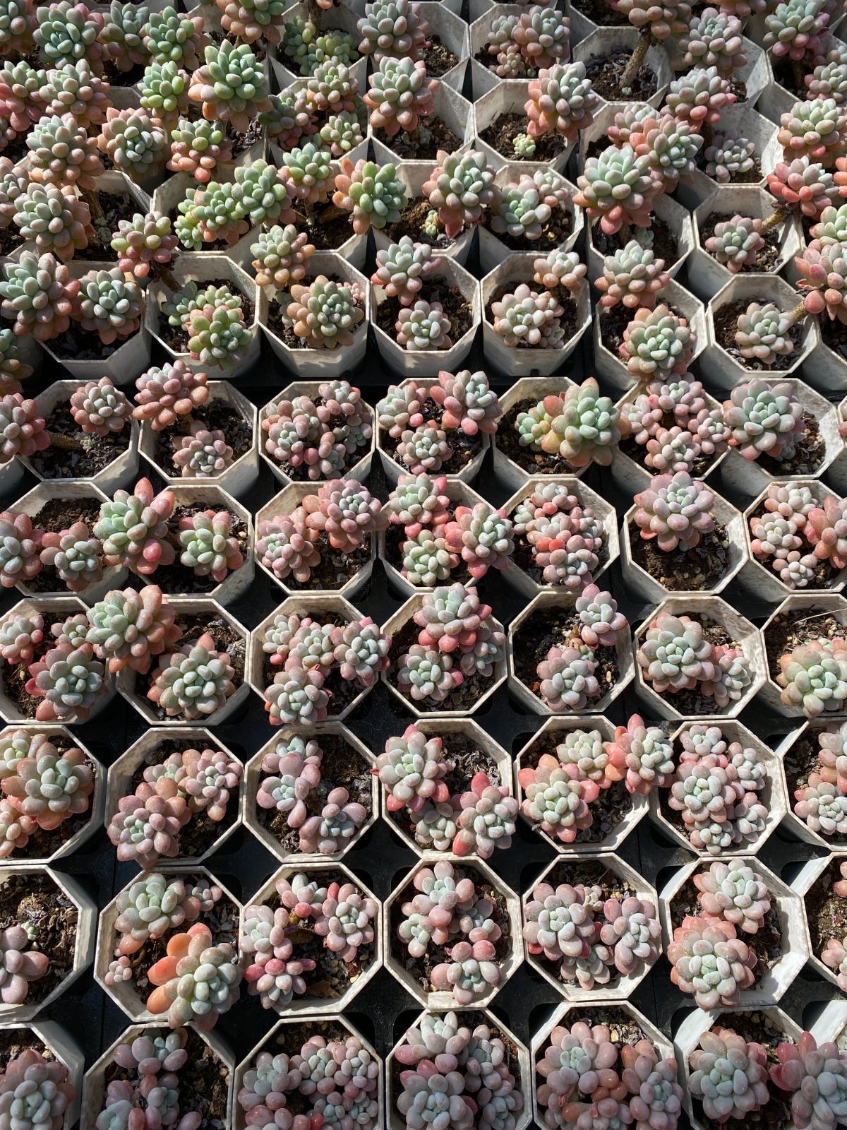 限定SALEセット ロココ ZZ84×50苗 抜き苗 多肉植物 アエオニウム