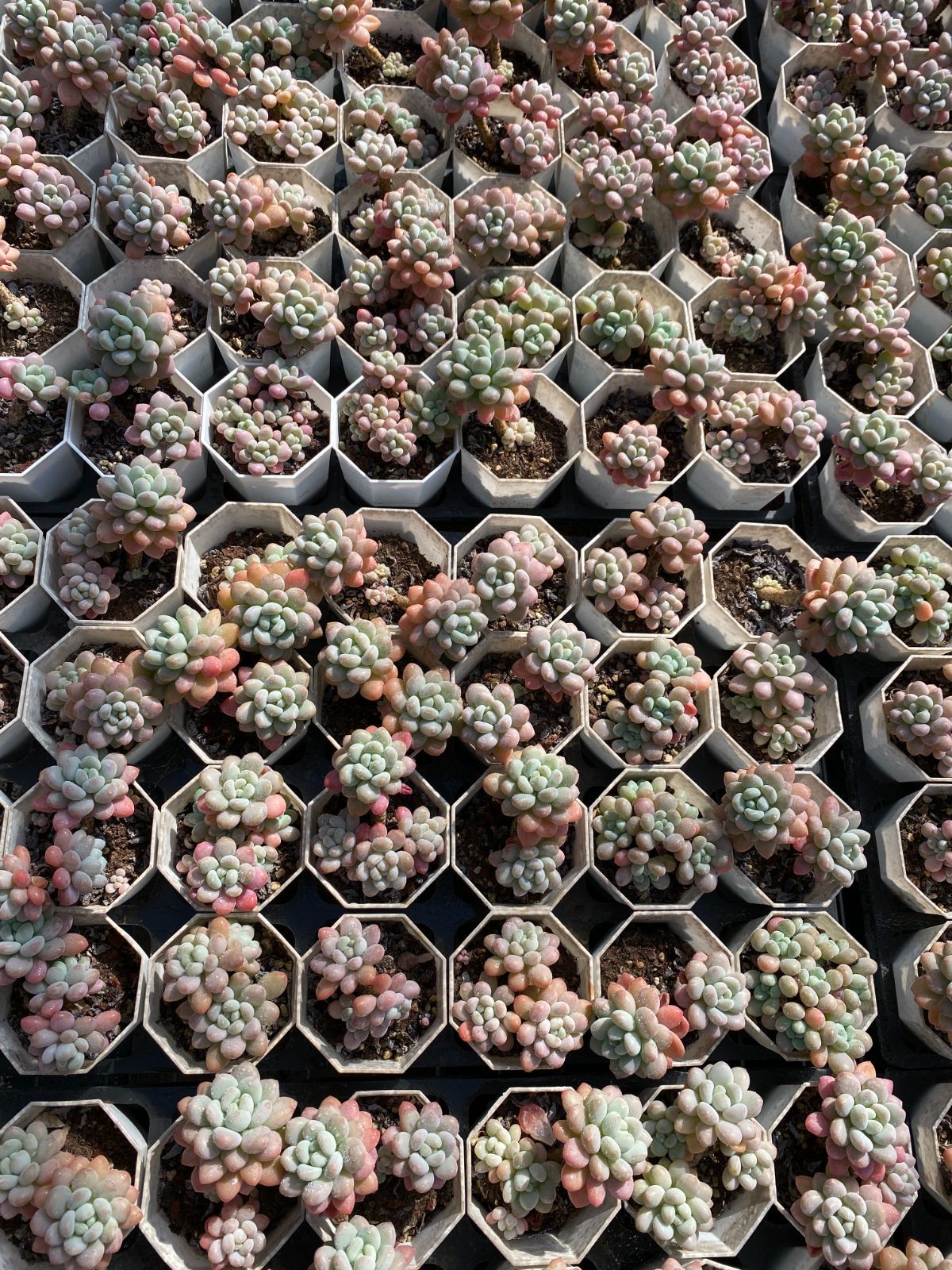 限定SALEセット ロココ ZZ84×50苗 抜き苗 多肉植物 アエオニウム