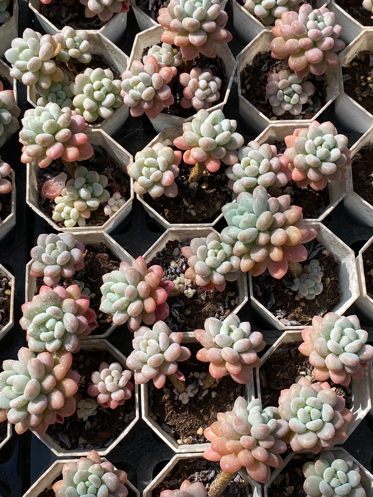 限定SALEセット ロココ ZZ84×50苗 抜き苗 多肉植物 アエオニウム