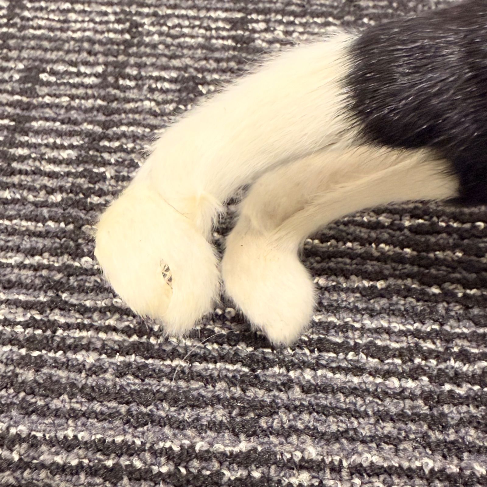 🐾リアルなボクサー犬の置物／インテリアオブジェ🐾 - メルカリ