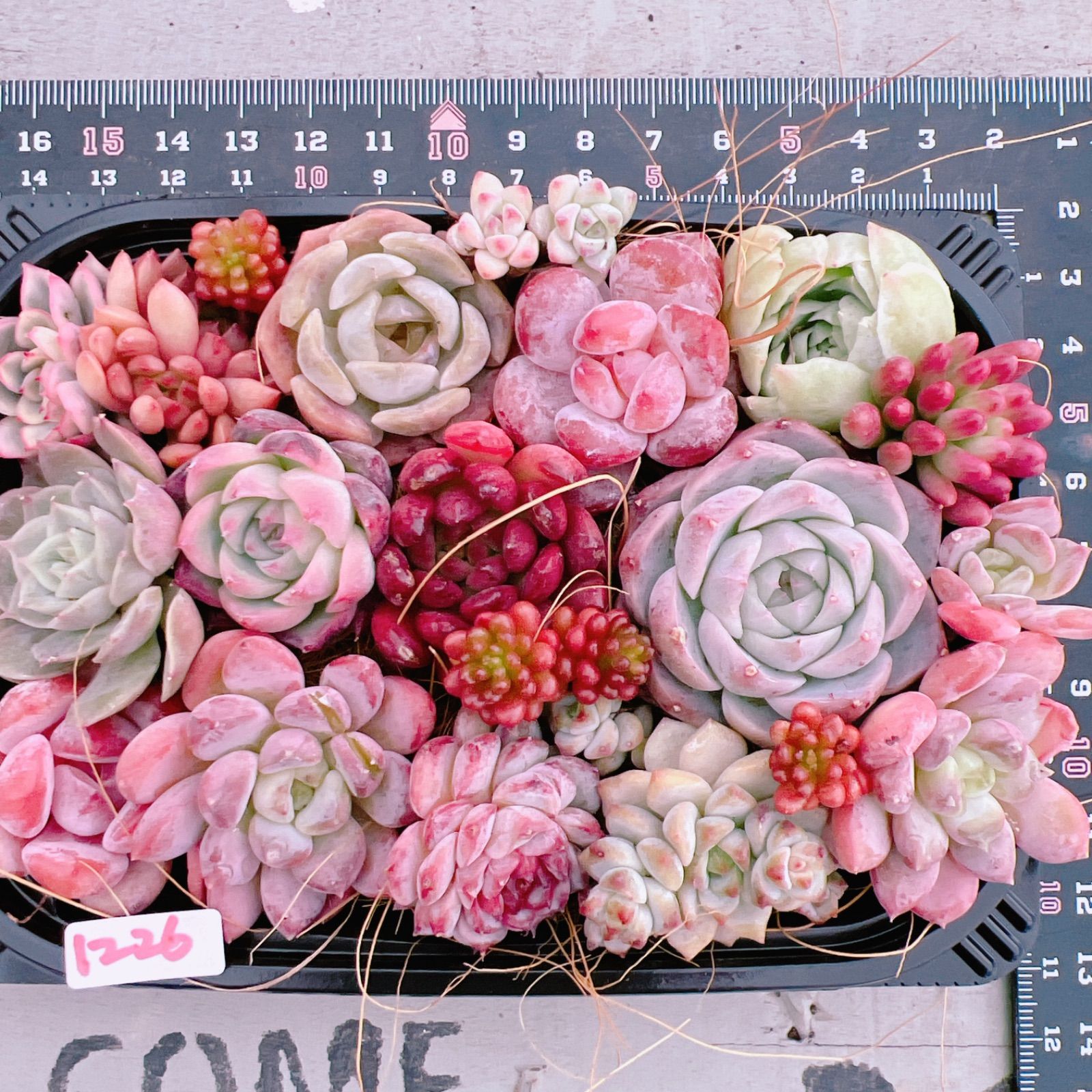 多肉植物 寄せ植えset♡1226 - メルカリ