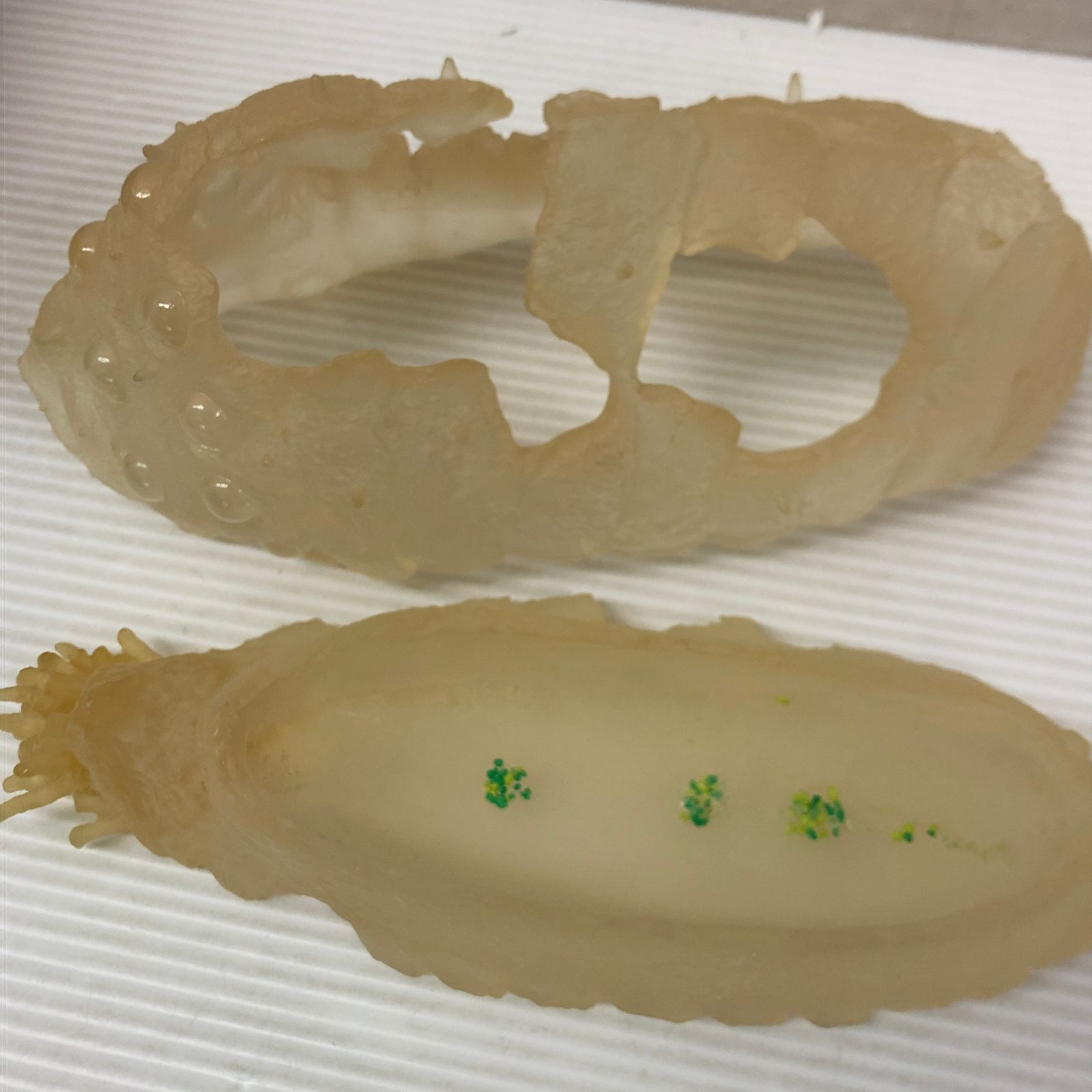 風の谷のナウシカ 王蟲 スプラウト栽培セット オウム抜け殻 ※経年劣化