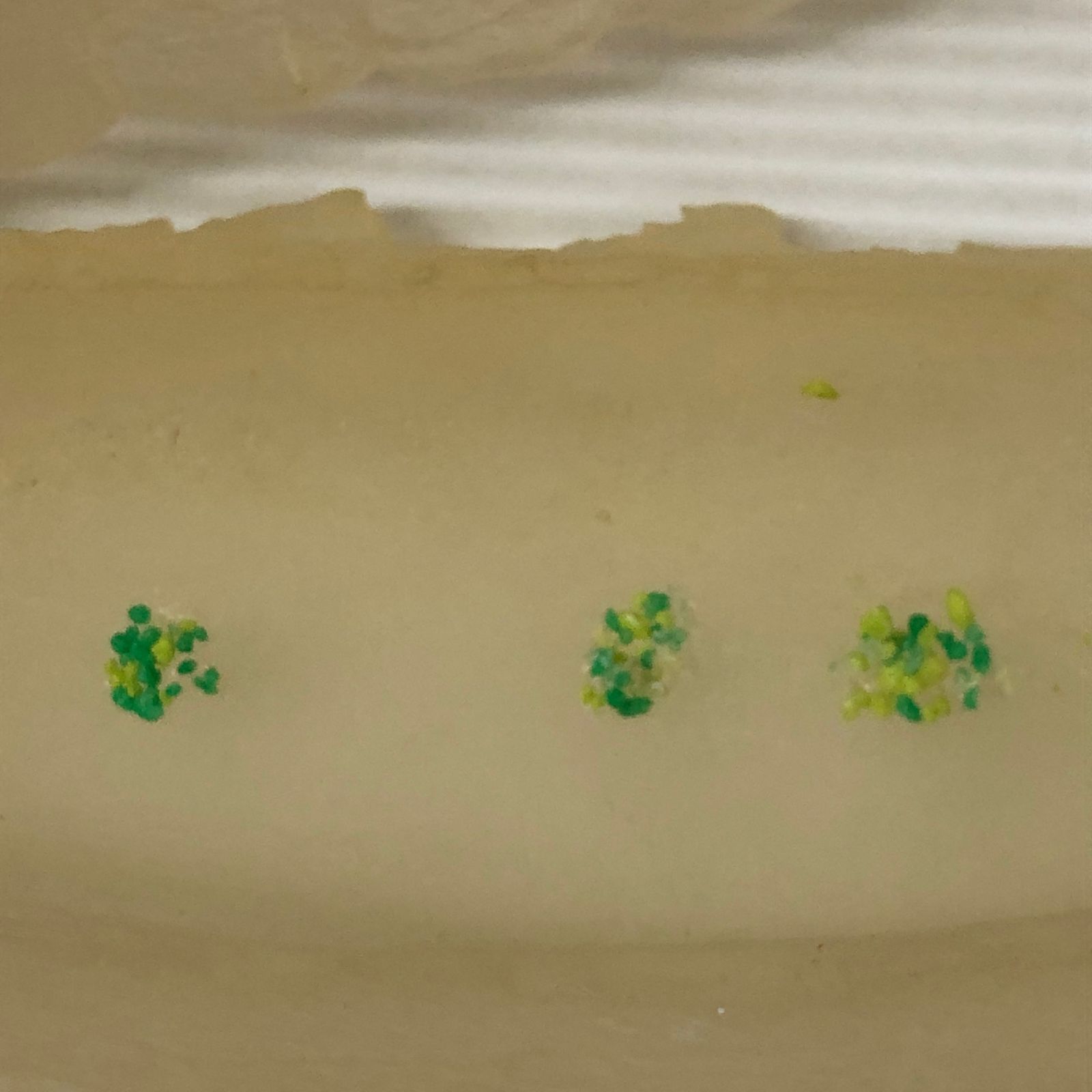 風の谷のナウシカ 王蟲 スプラウト栽培セット オウム抜け殻 ※経年劣化