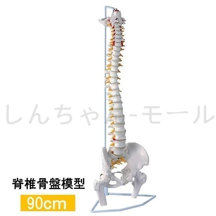 人体模型 骨 等身大 脊椎 模型 実物大 90センチ 脊髄骨盤模型 股関節