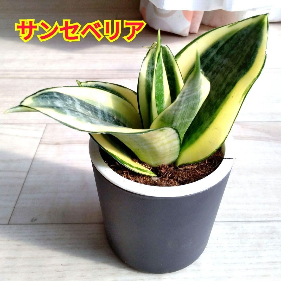 美株　希少　サンスベリアビューティークイーン　中株　レア　鉢ごとメルカリ便② サンセベリア☆サンスベリア☆二重構造のグレーの鉢☆鉢を含め高さ