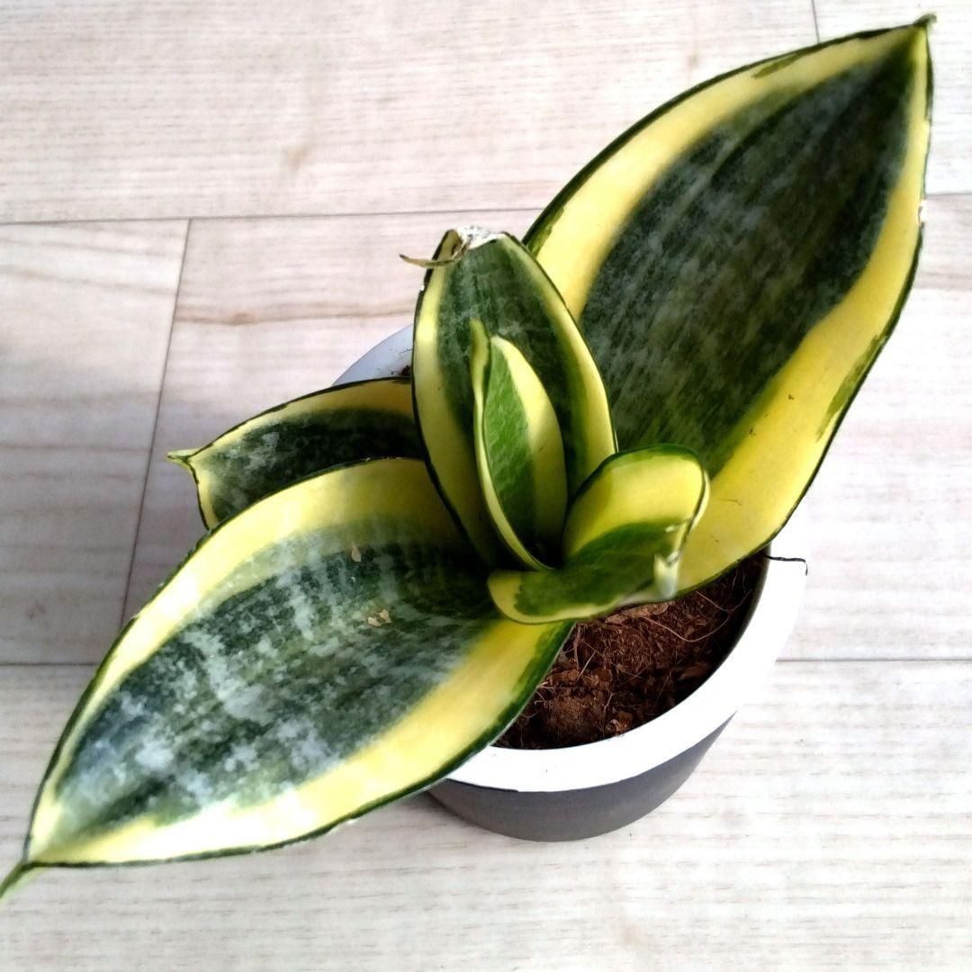 サンセベリア☆サンスベリア☆二重構造のグレーの鉢☆鉢を含め高さ