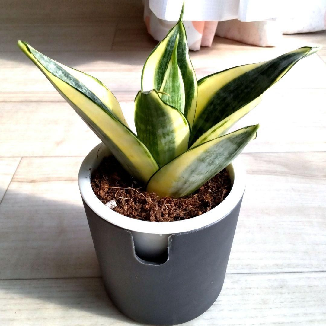 ☆S-23 稀少 サンスベリア rudaru ルダル 鉢ごとメルカリ発送 サンセベリア☆サンスベリア☆二重構造のグレーの鉢☆鉢を含め高さ