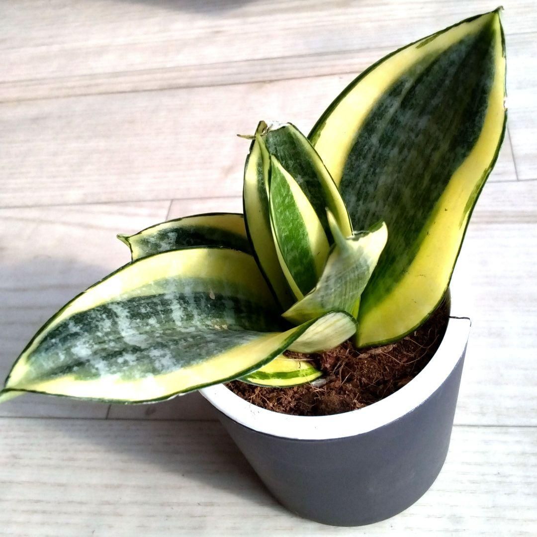 サンセベリア☆サンスベリア☆二重構造のグレーの鉢☆鉢を含め高さ