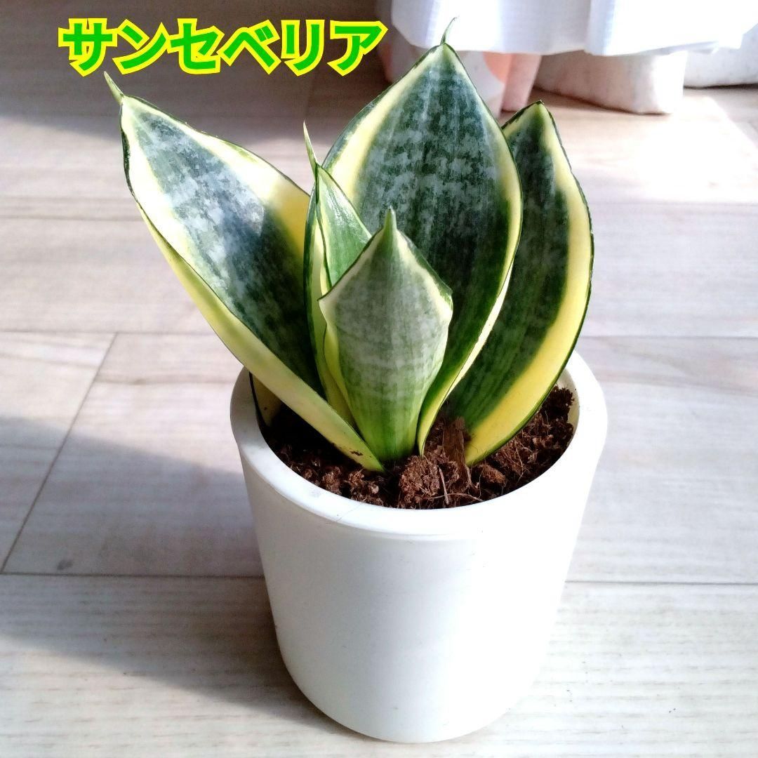 サンセベリア☆サンスベリア☆二重構造の白い鉢☆鉢を含め高さ13cm