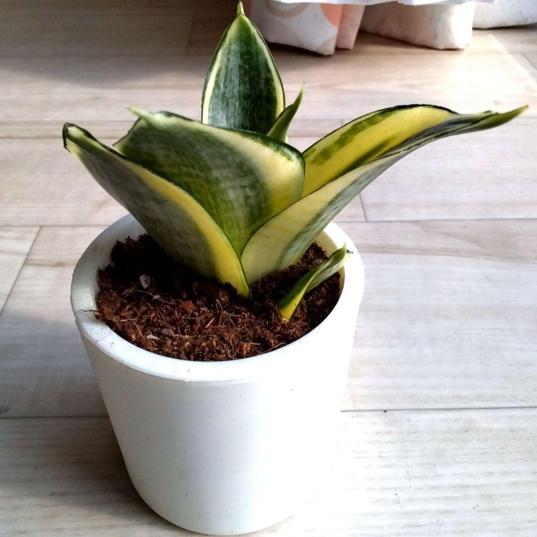 サンセベリア☆サンスベリア☆二重構造の白い鉢☆鉢を含め高さ13cm