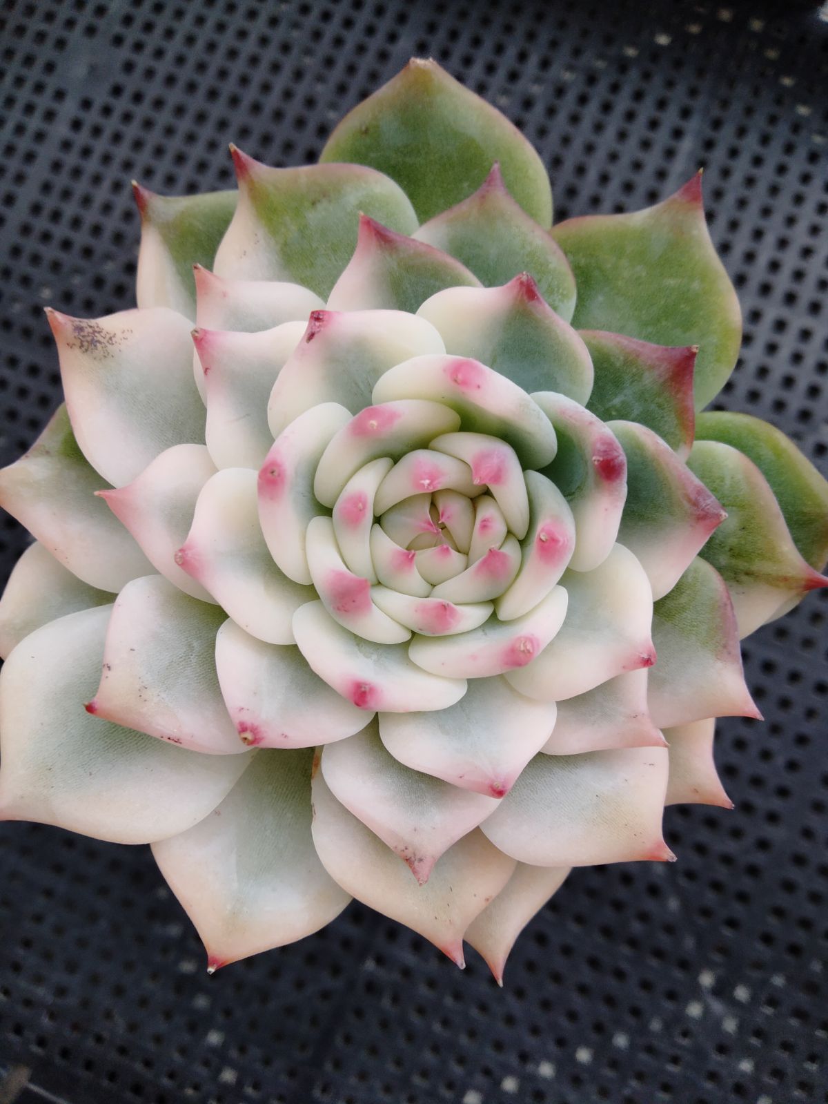 多肉植物 チワワエンシス錦 - メルカリ