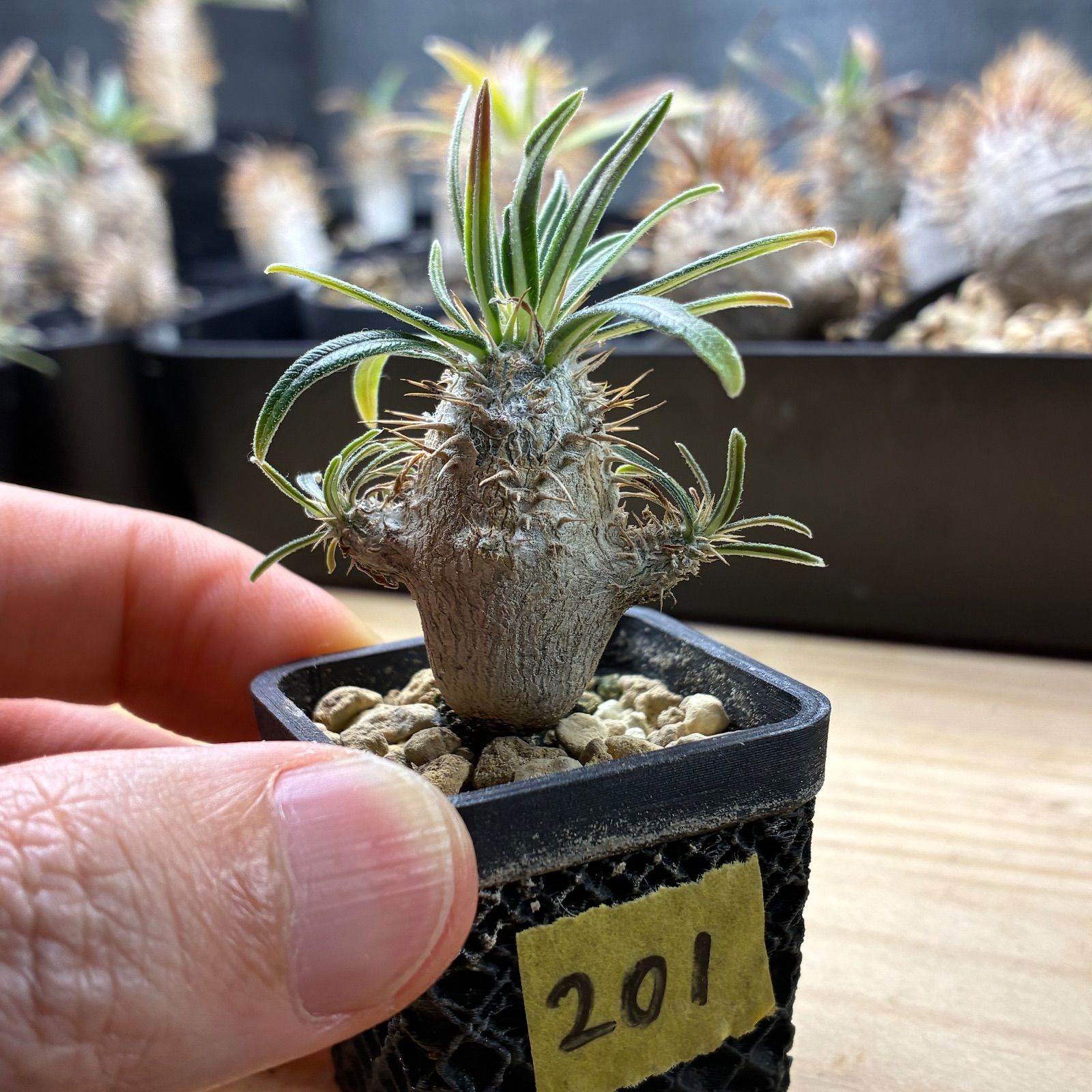 塊根植物】 パキポディウム グラキリス 鉢ごと発送 送料無料 #201