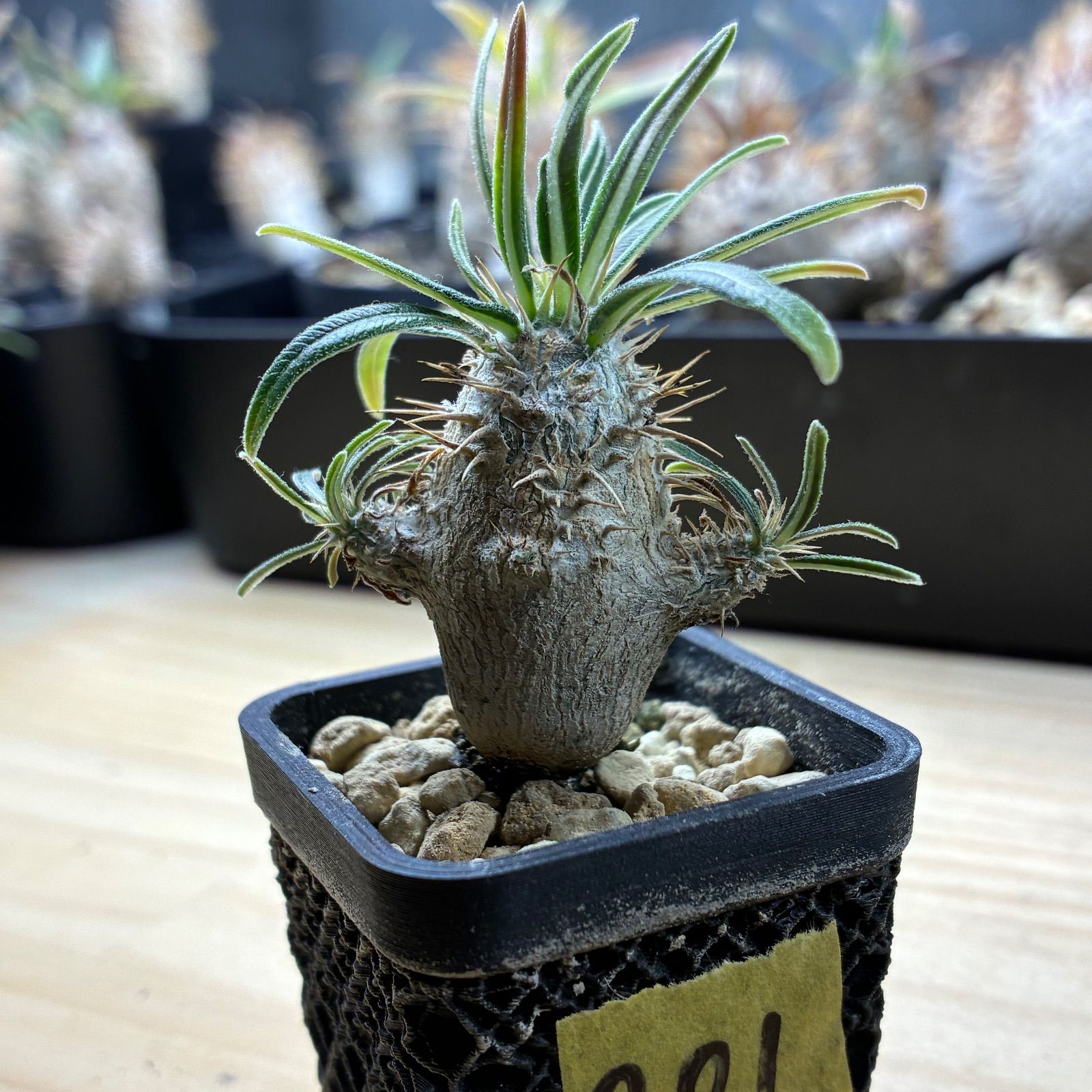 パキポディウムグラキリス 現品鉢ごと発送メルカリ便 塊根植物】 パキポディウム グラキリス 鉢ごと発送 送料無料 #201